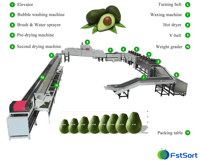 images/1748335141229avocado classifier.png
